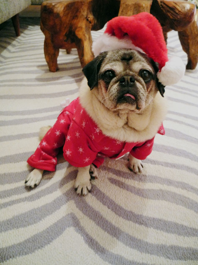 Mamma Biscuitâ€™s Christmas Workshop at the Pug Palace! | Desperately ...