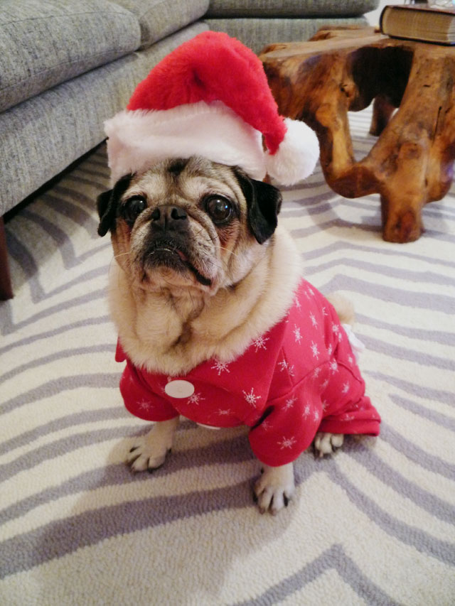 Mamma Biscuitâ€™s Christmas Workshop at the Pug Palace! | Desperately ...