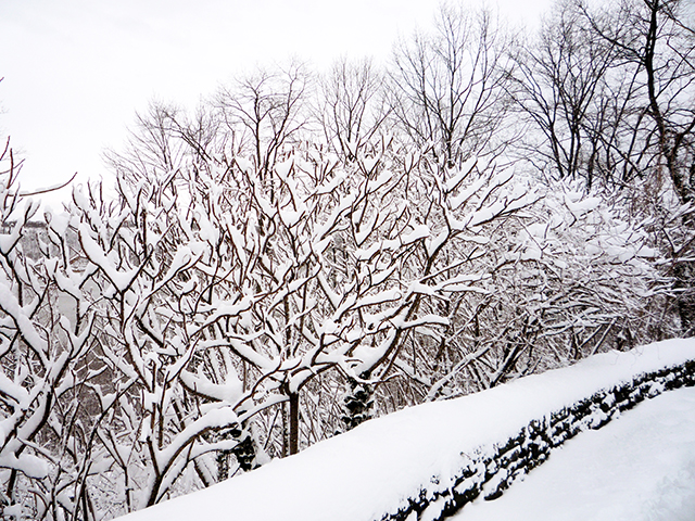 Blizzard9