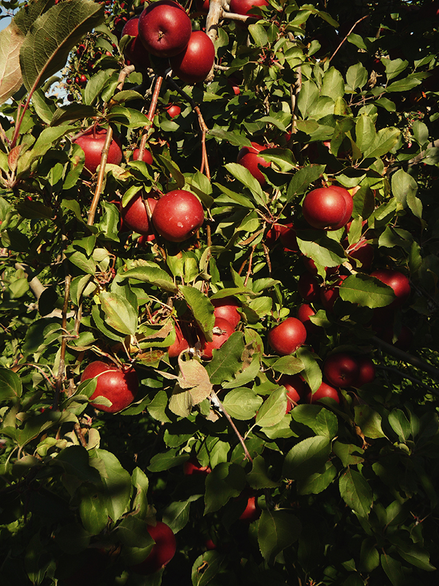 ApplePicking10