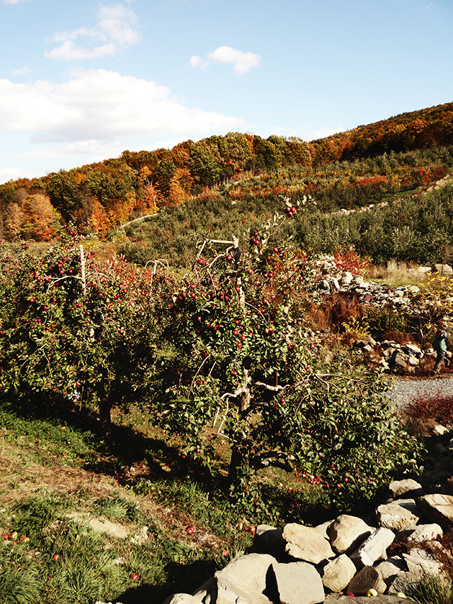 ApplePicking14