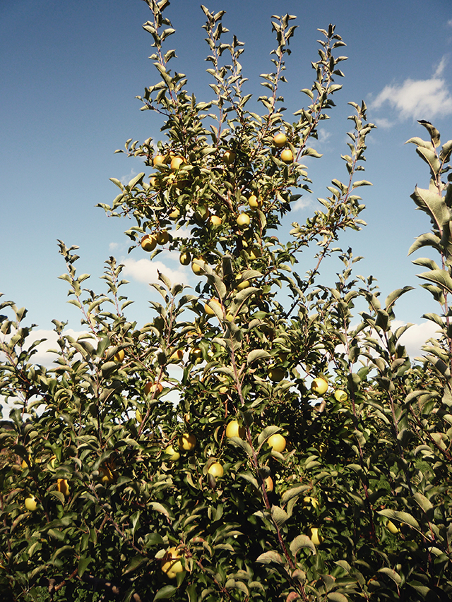 ApplePicking18