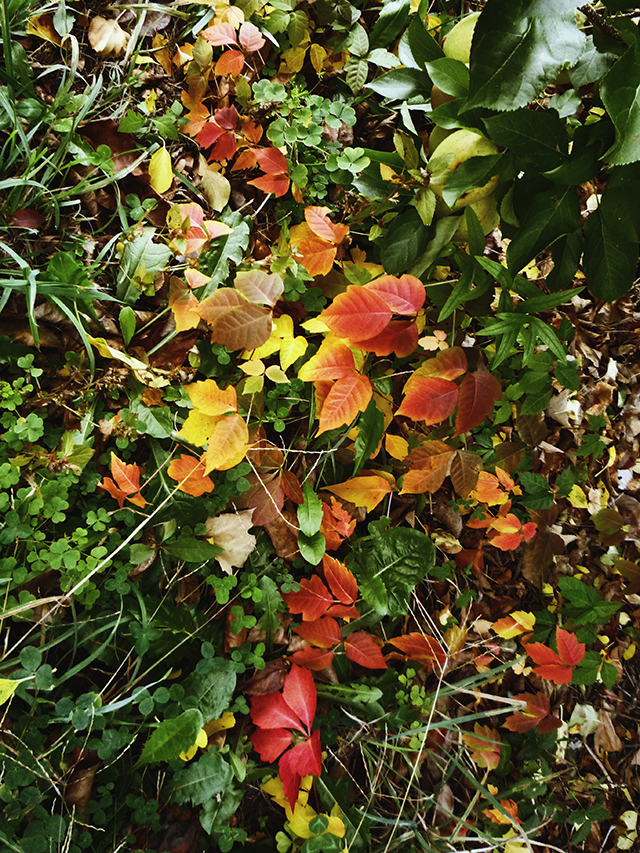 ApplePicking17