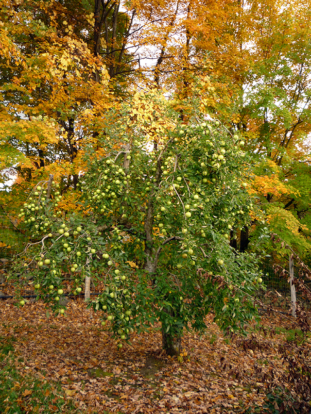 ApplePicking21