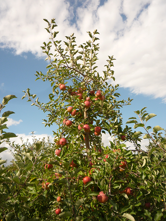 ApplePicking5