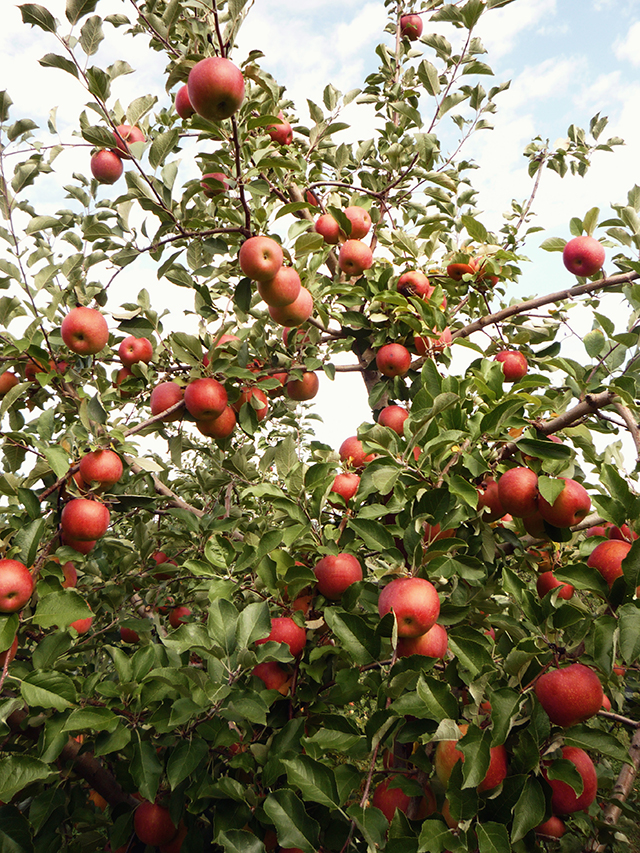 ApplePicking7