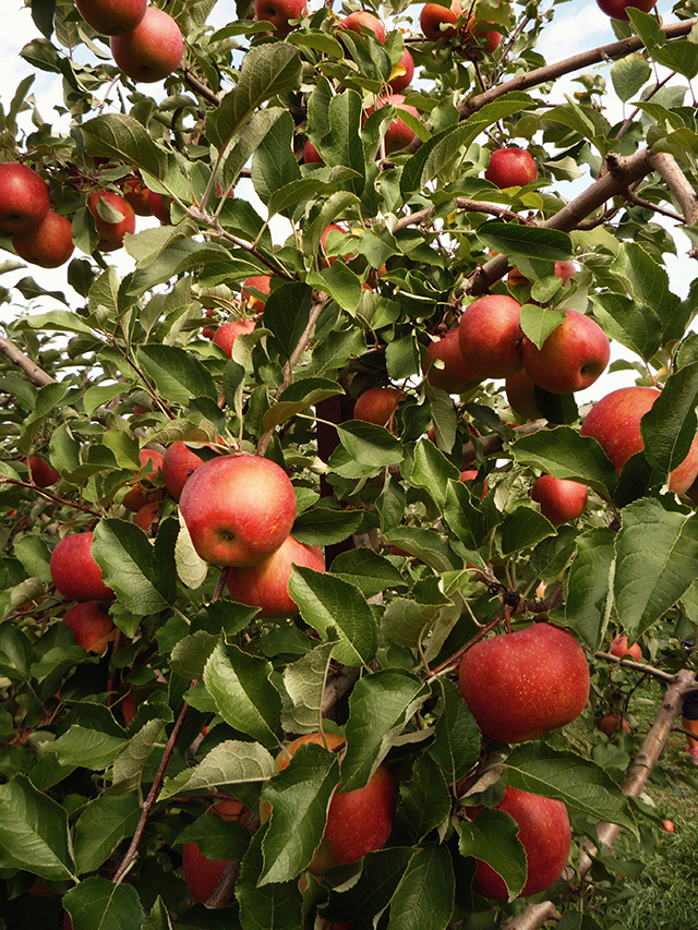 ApplePicking9